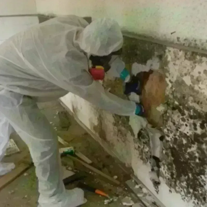 Mold Remediation and Removal in Milford, NJ